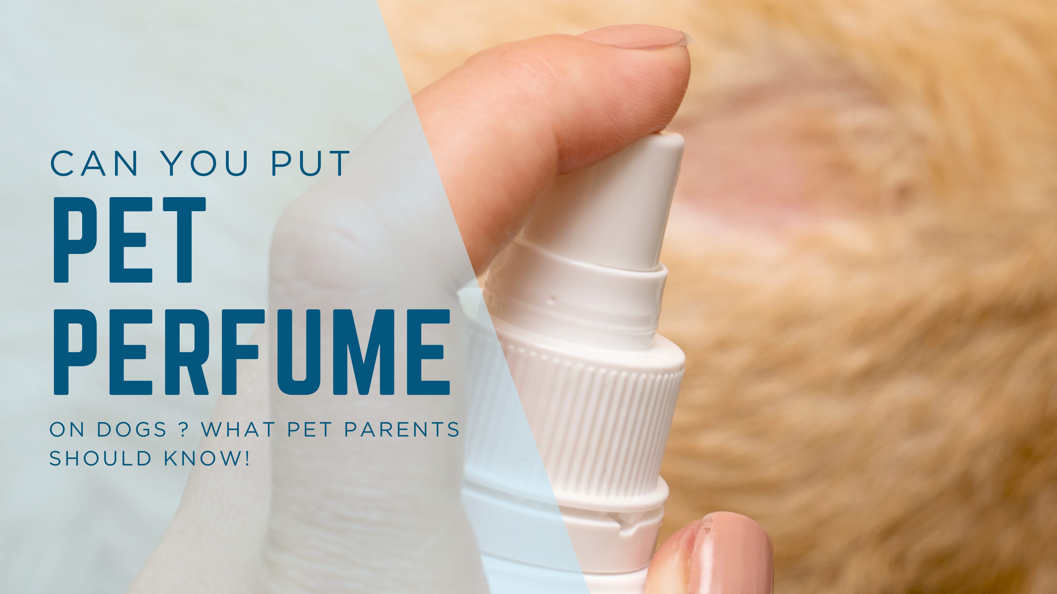 Can You Put Perfume on Dogs? What Every Pet Parent Needs to Know