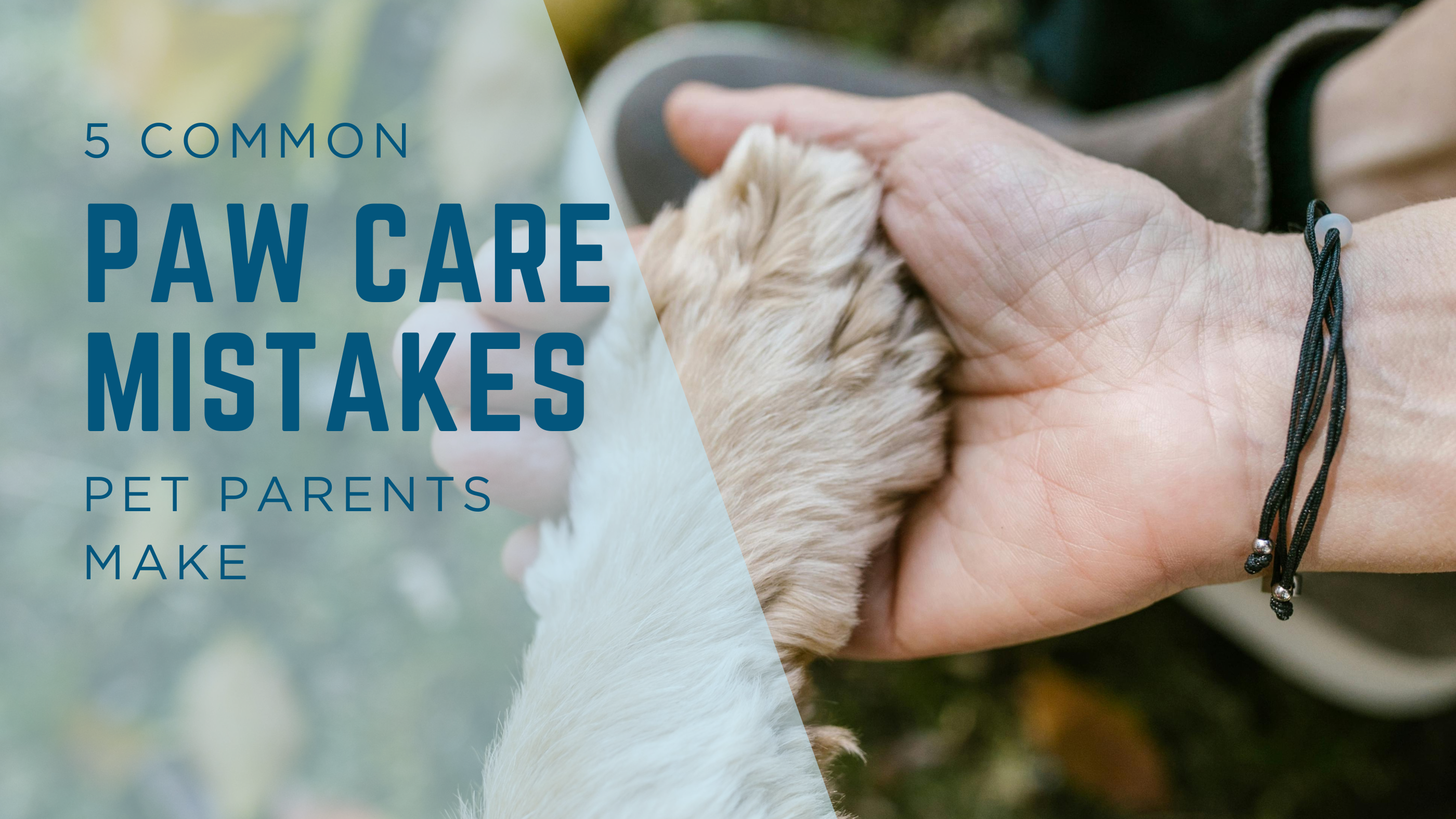 5 Common Paw Care Mistakes Pet Parents Make