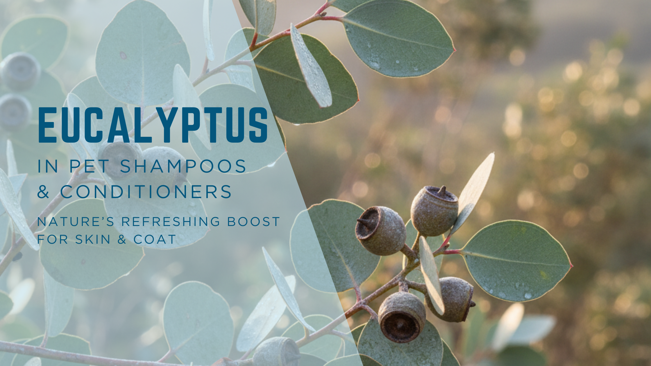 Eucalyptus in Pet Shampoos & Conditioners: Nature’s Refreshing Boost for Skin & Coat