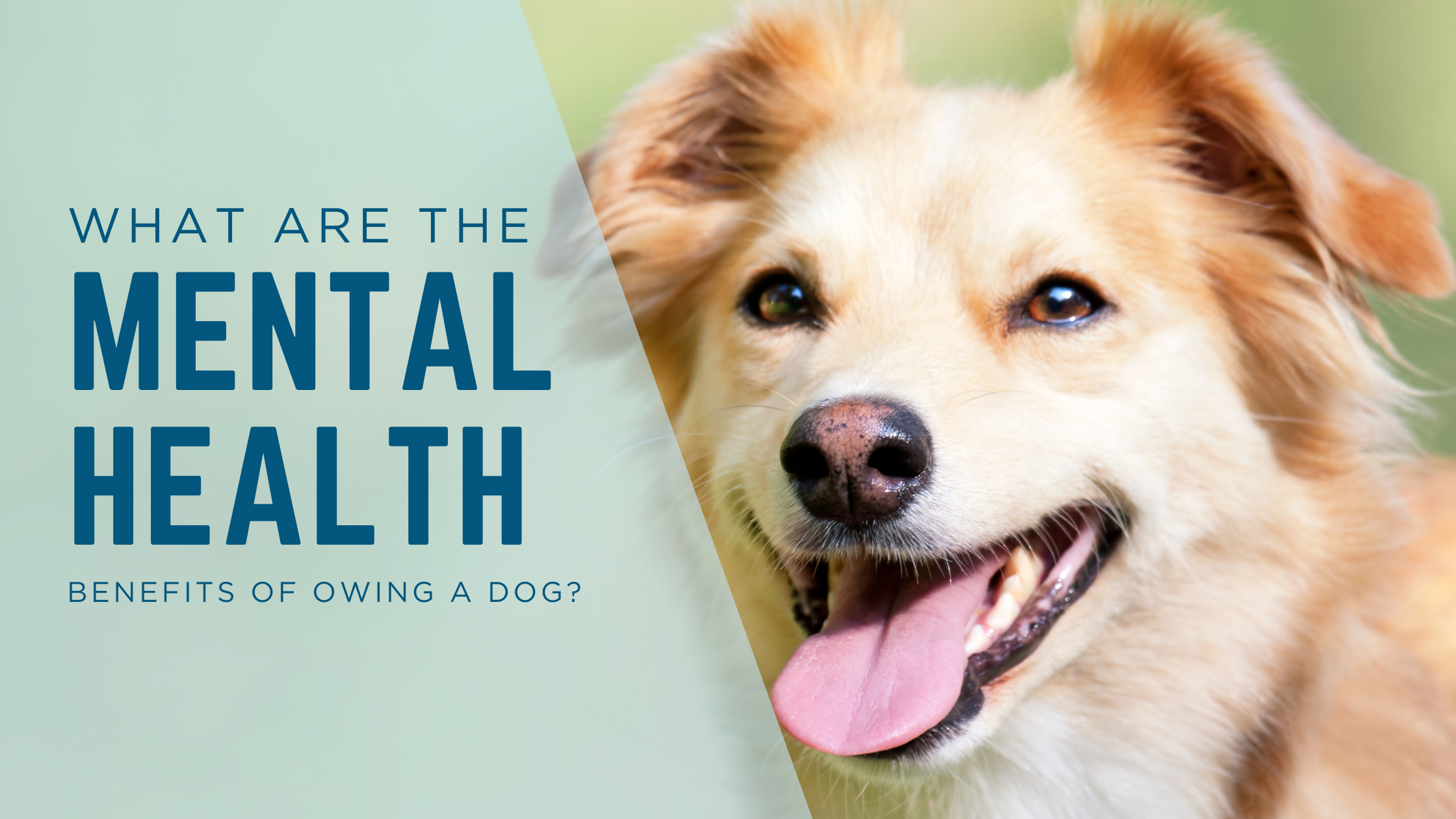 What are the Mental Health benefits of owning a dog ?