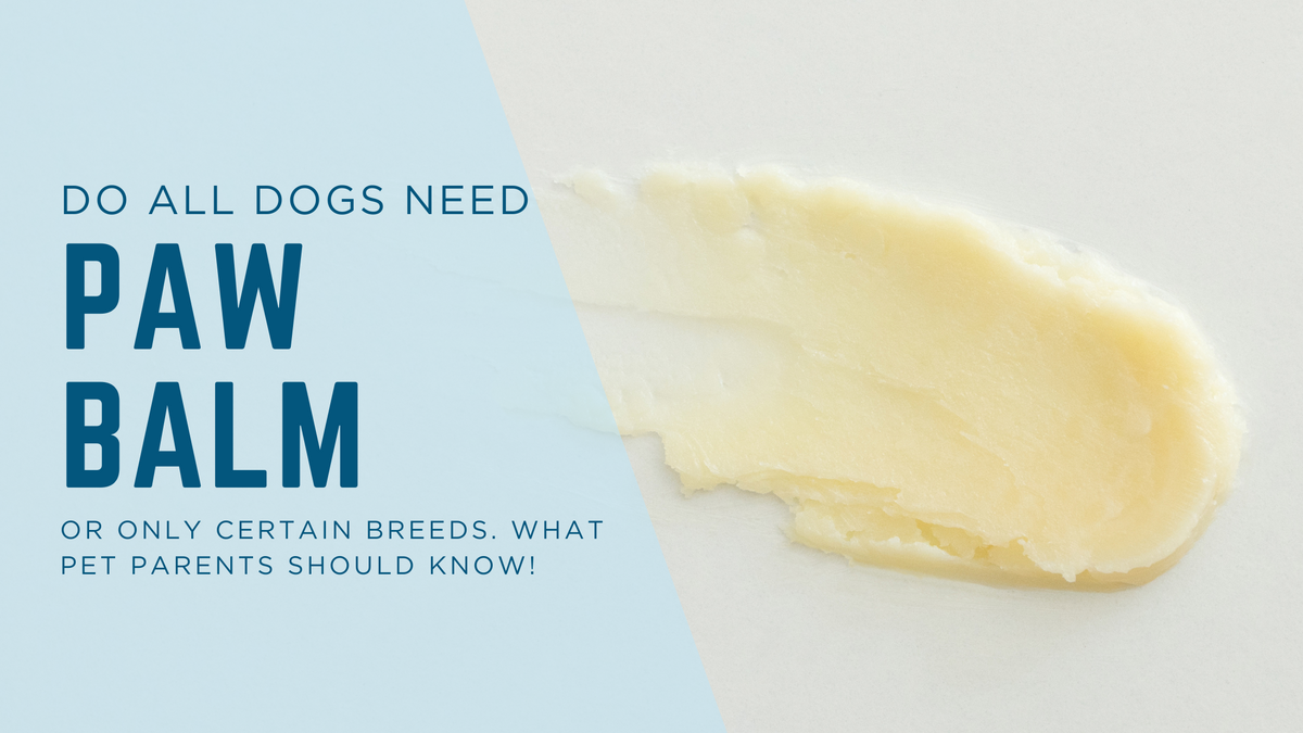 Do All Dogs Need Paw Balm, or Only Certain Breeds?