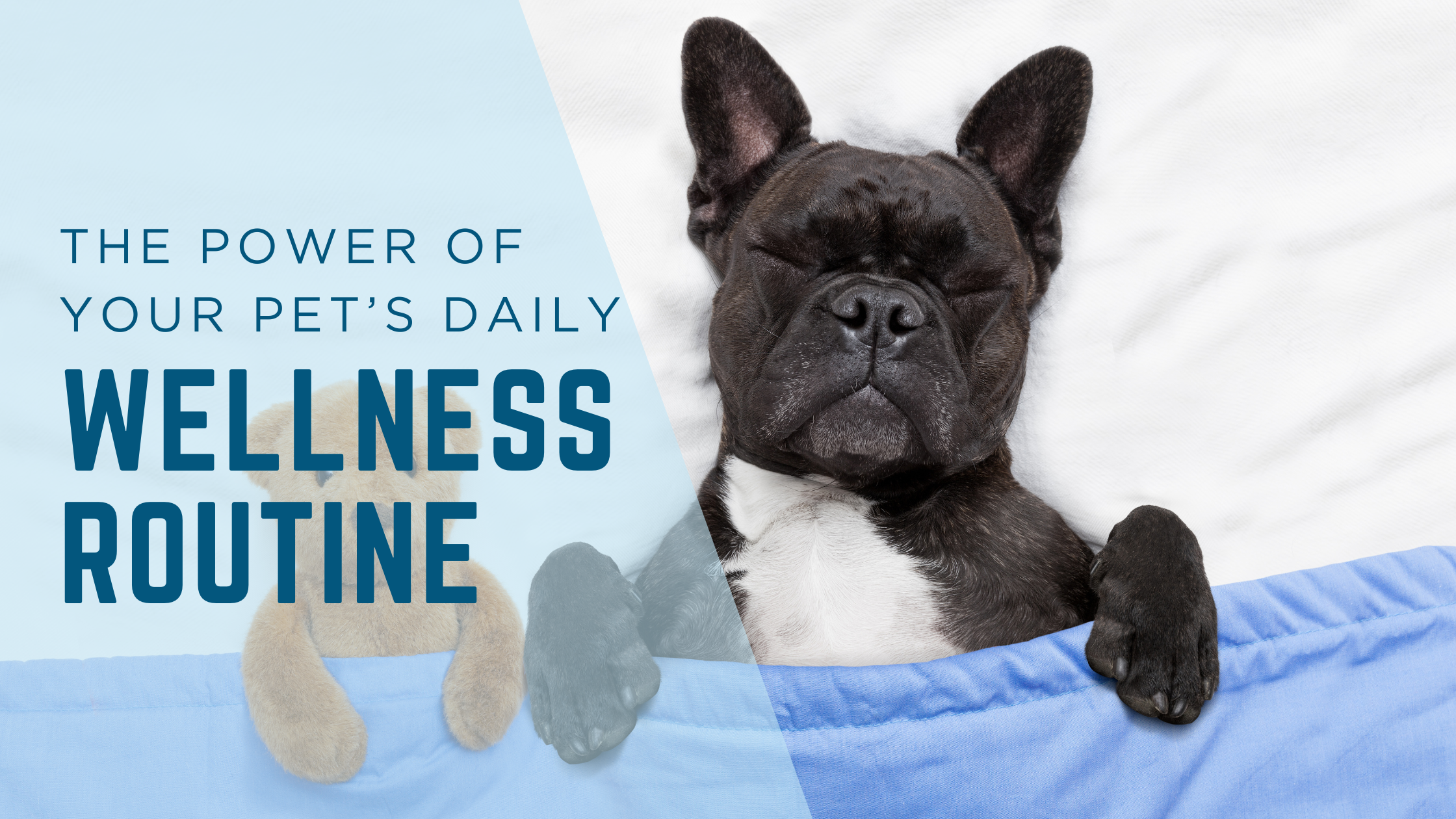 The Power of Daily Wellness Routine: Why Your Pet Needs One (and How to Build It!)