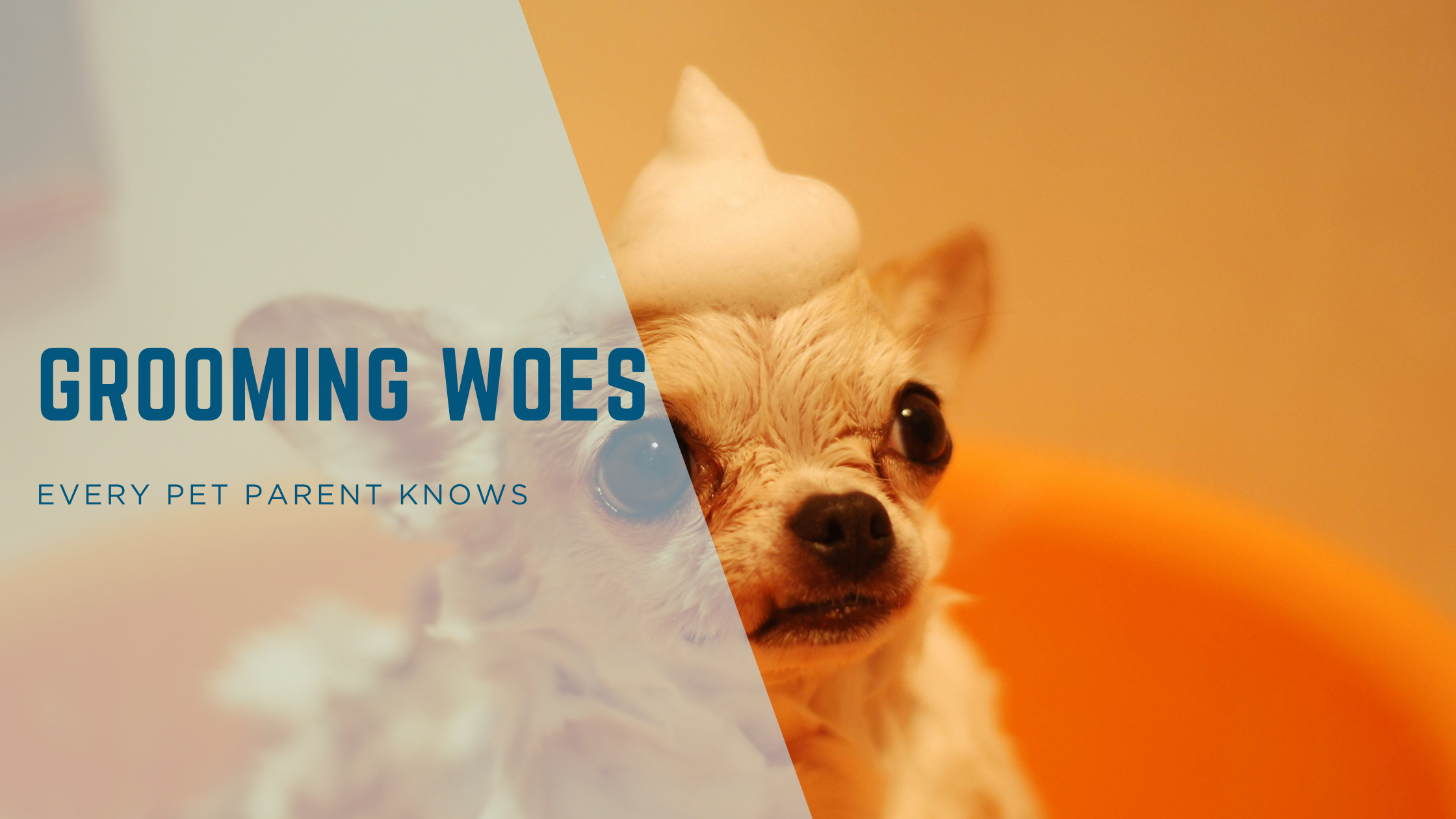 Grooming Woes Every Pet Parent Knows