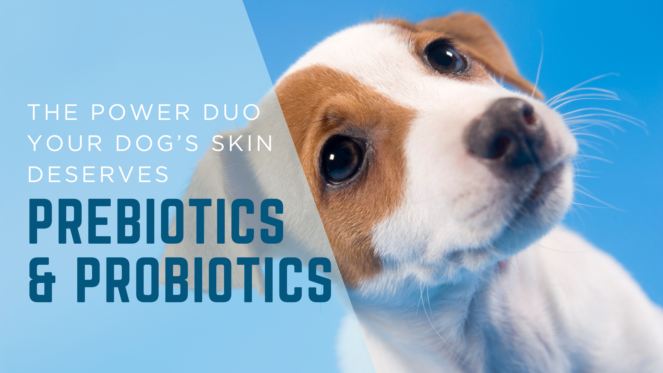 Prebiotics & Probiotics: The Power Duo Your Dog’s Skin Deserves