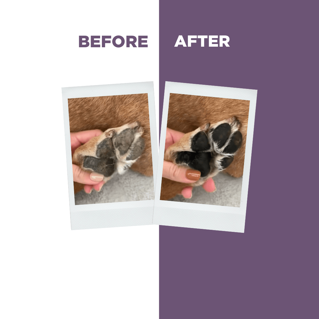 Probiotics Paw Balm | Heal & Shield