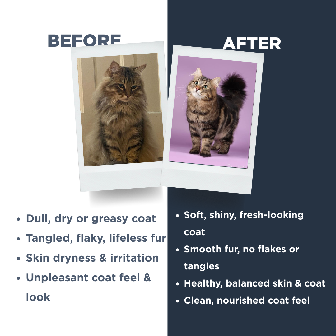 Probiotics Cat Shampoo & Conditioner | Holistic Care