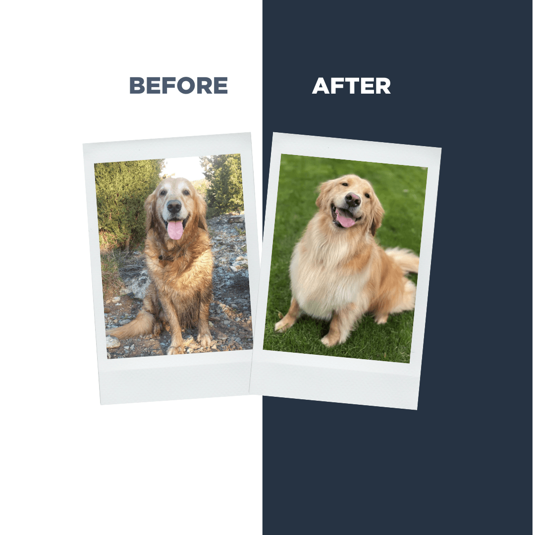 Probiotics Dog Shampoo & Conditioner | Holistic Care