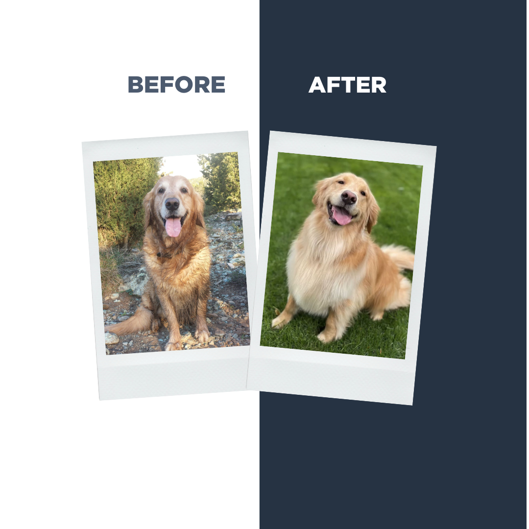 Probiotics Dog Shampoo & Conditioner | Holistic Care