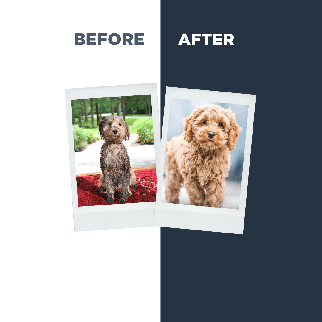 Probiotics Puppy Shampoo & Conditioner | Holistic Care