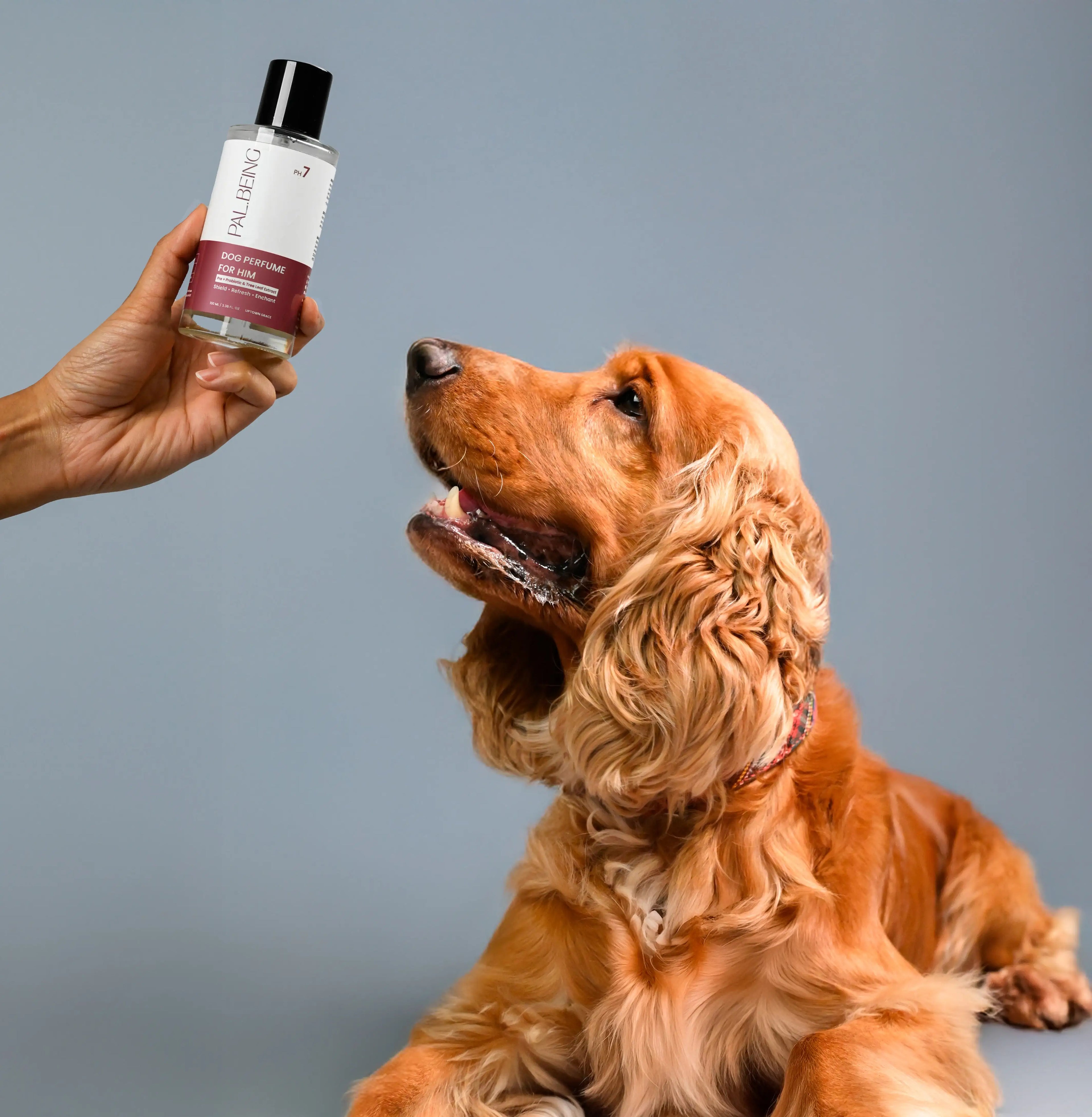 Probiotic Dog Perfume for Him | Uptown Legacy