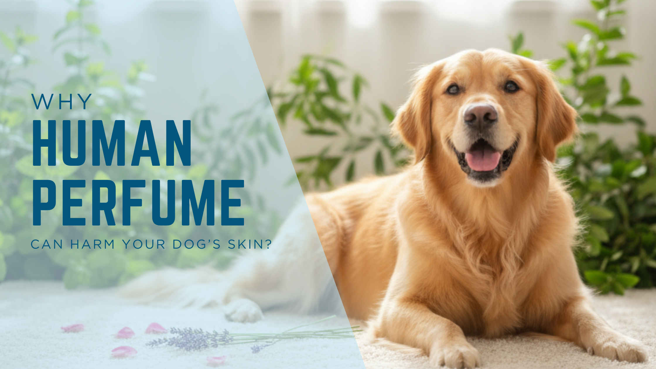 Why Human Perfume Can Harm Your Dog’s Skin