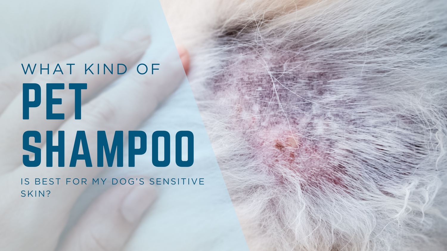 What Kind of Shampoo Is Best for My Dog’s Sensitive Skin?