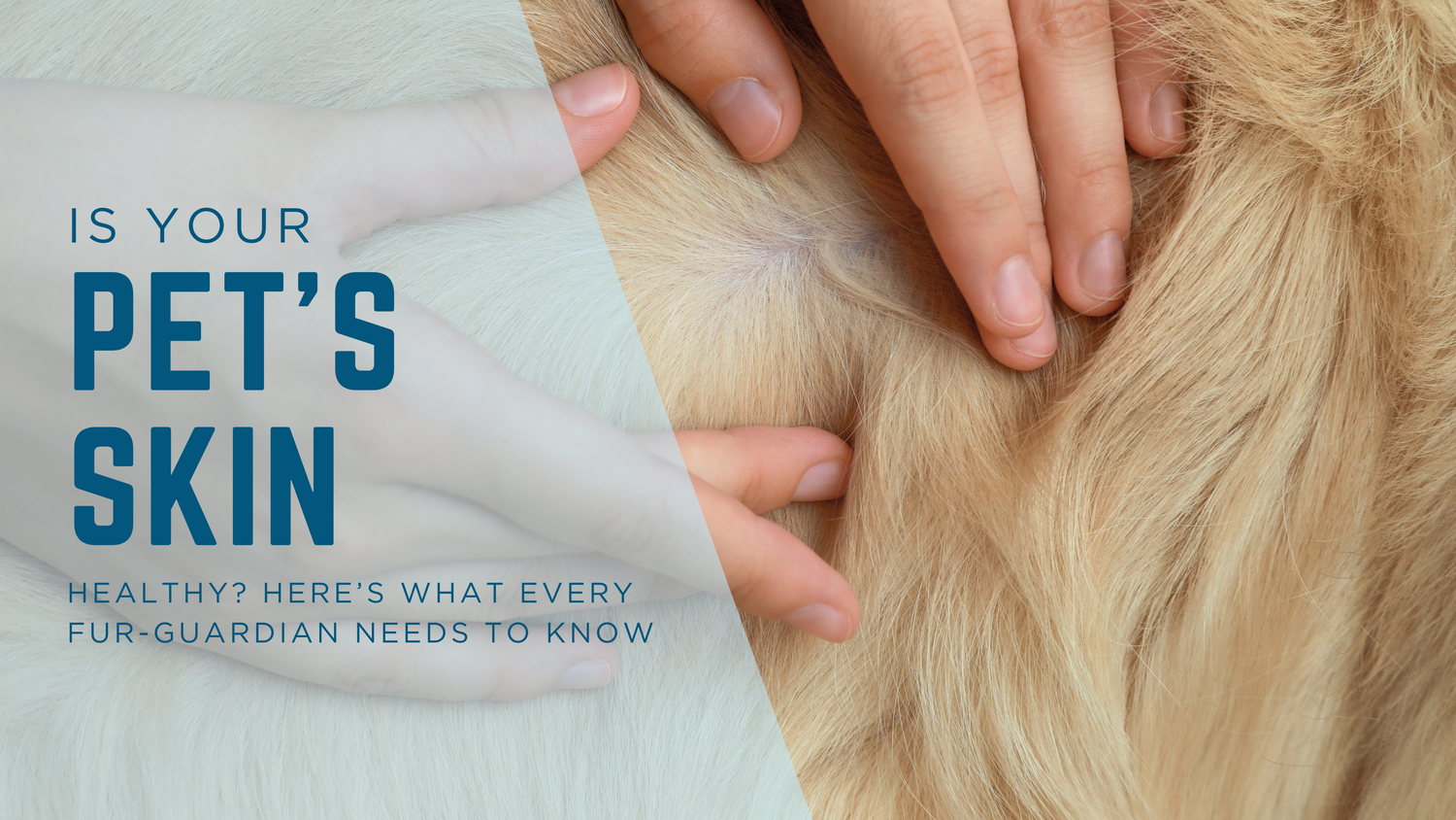 Is Your Pet’s Skin Healthy? Here’s What Every Fur-Guardian Needs to Know