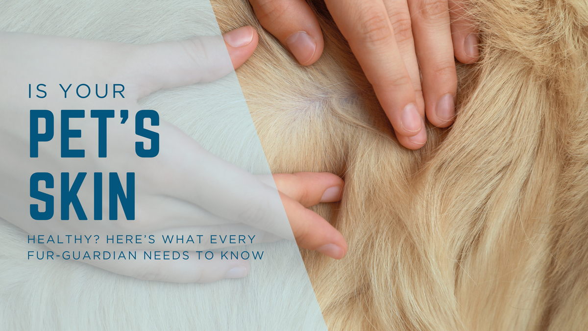 Is Your Pet’s Skin Healthy? Here’s What Every Fur-Guardian Needs to Know