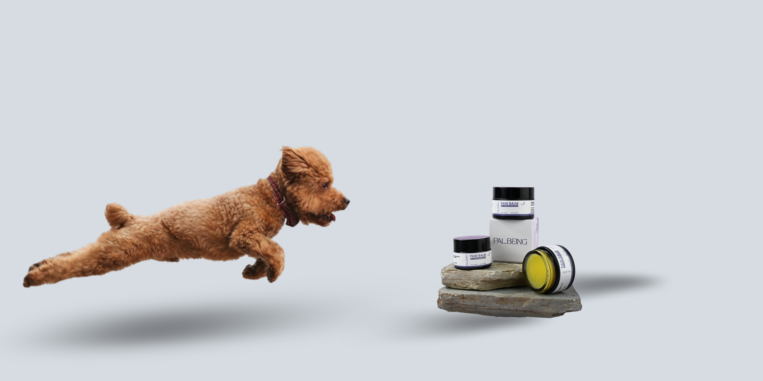 Dog Paw Balm
