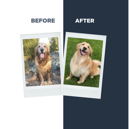 Probiotics Dog Shampoo &amp; Conditioner | Holistic Care