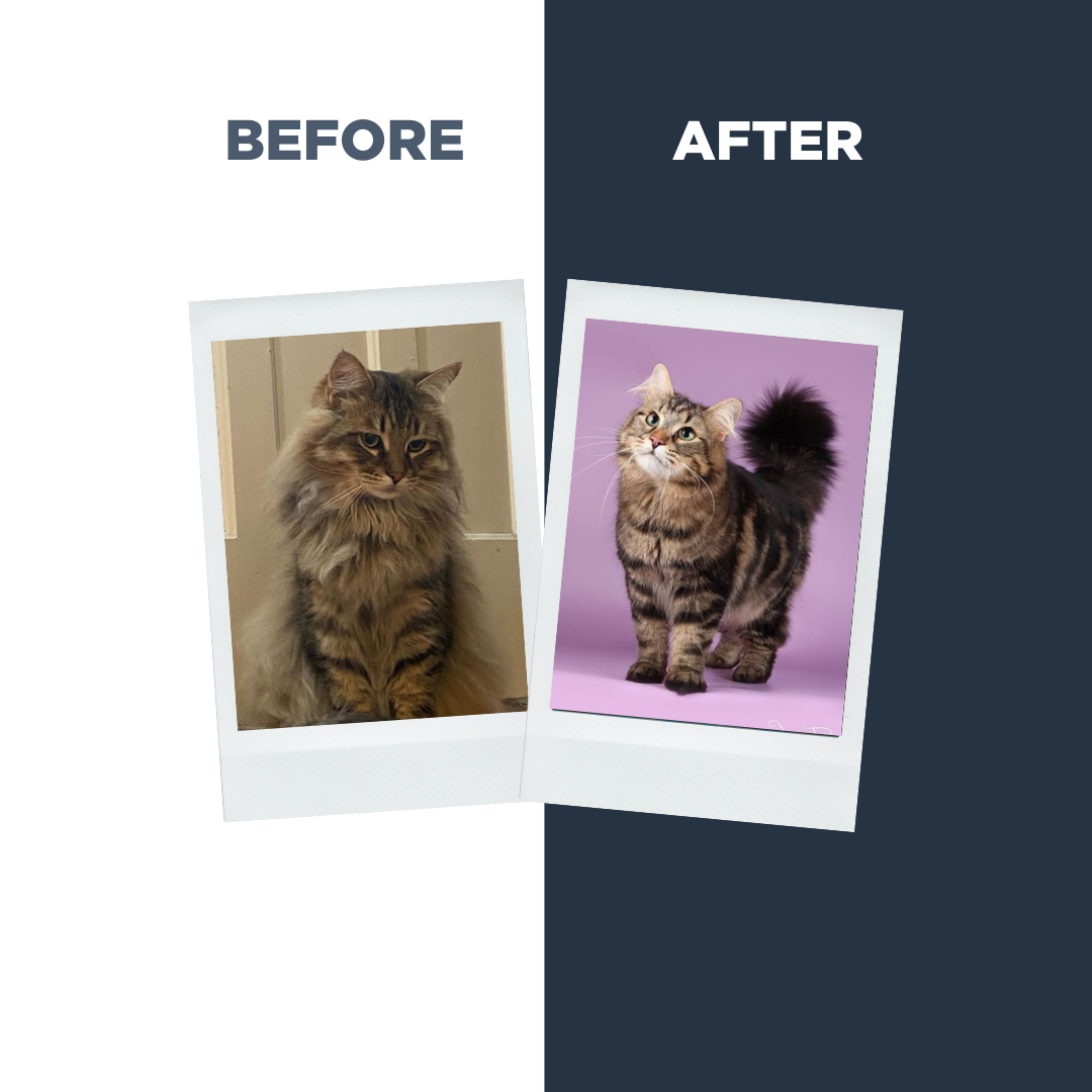 Probiotics Cat Shampoo &amp; Conditioner | Holistic Care