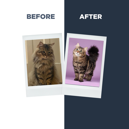 Probiotics Cat Shampoo &amp; Conditioner | Holistic Care