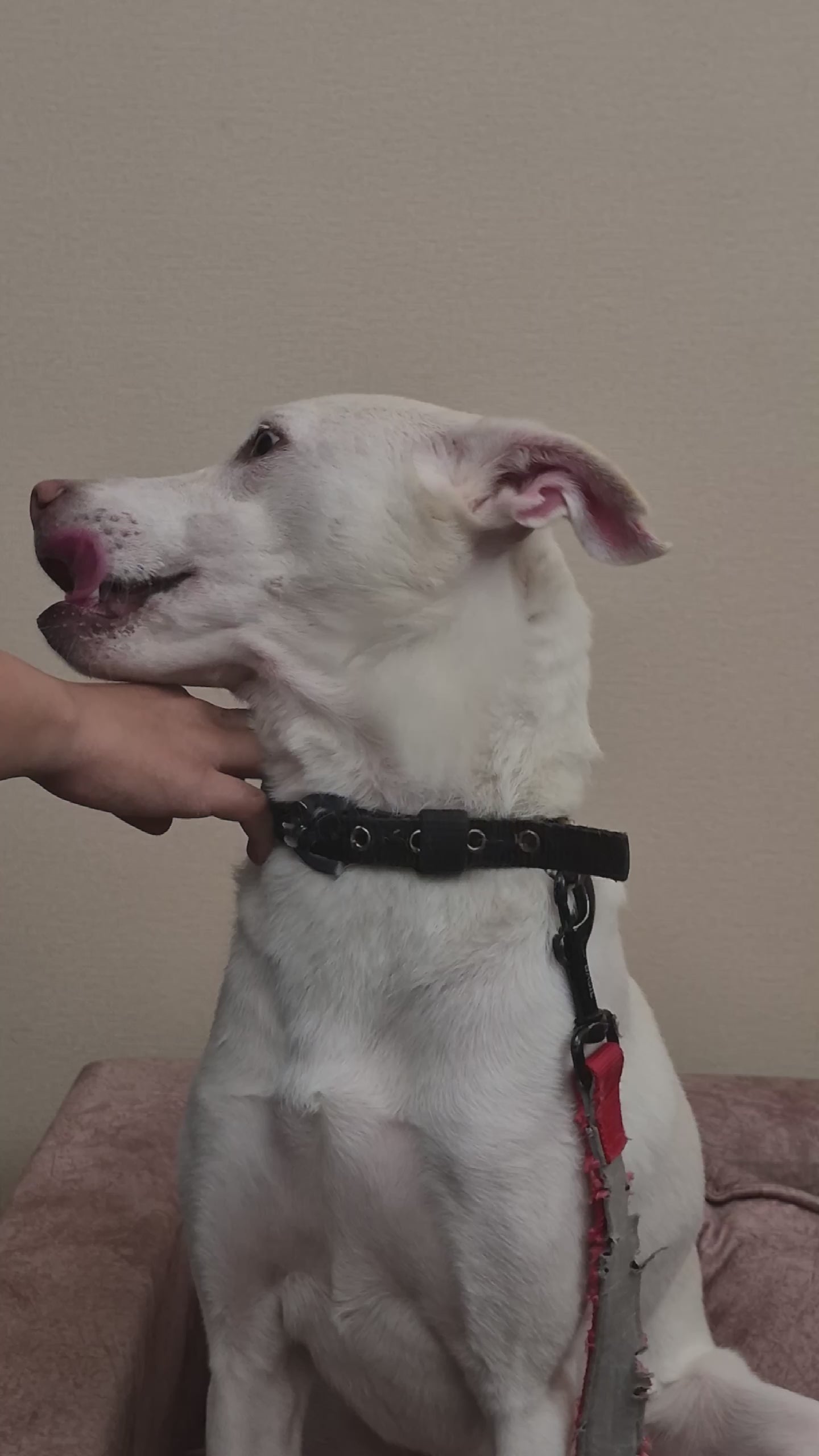 Probiotics Paw Balm | Heal &amp; Shield